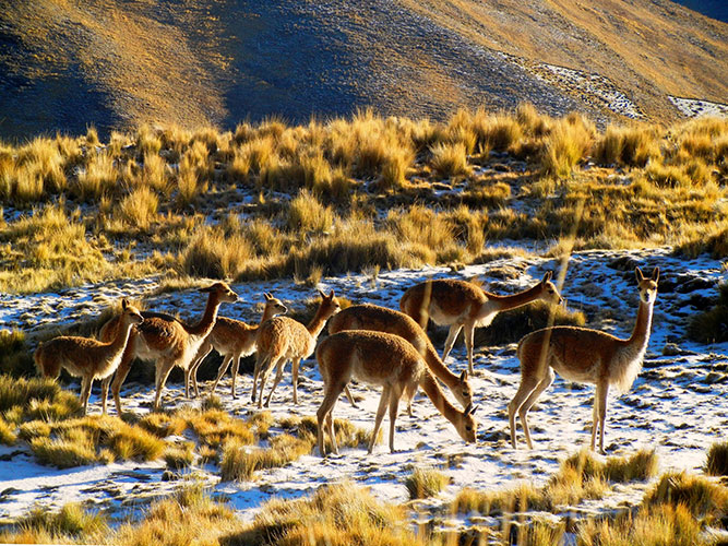 Vicuñas-silvestres-en-Cocapata-4